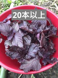 赤紫蘇苗 20本以上 - メルカリ