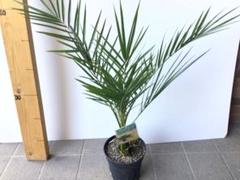 カナリーヤシ 極太幹 送料込み価格