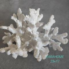 ZARA HOME 珊瑚　オブジェ