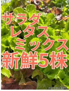 新鮮 サラダレタスミックス苗 5株のサムネイル