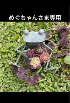 2025年最新】SEmpervivumの人気アイテム - メルカリ