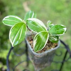 み*ん様 レア！ボカサナモンスト 自根 鉢植え メルカリ便送料込み コスタス アマゾニカス 鉢植え メルカリ便で発送します - メルカリ