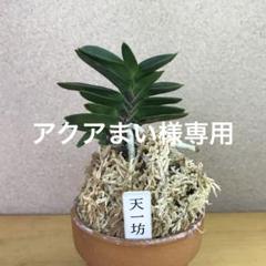 富貴蘭　天一坊(選別品) m79857599854_1.jpg?1720337246