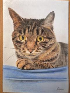 猫色鉛筆画③ 色鉛筆画】色鉛筆で猫ちゃんを描いてみました#色鉛筆 #ねこ #猫