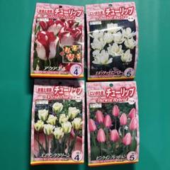 チューリップ　おまかせ　180球（12月につき値引きしました） チューリップを毎年咲かせよう ～咲き終わったらしておくべき3