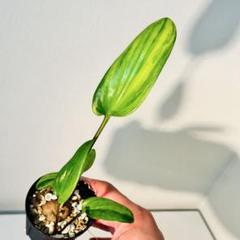 植物地獄様レイヴン / マクラータ斑入り葉挿し1枚