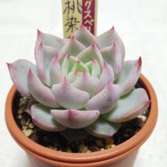 B【札付き】華切子❣️おらいさん苗 ミックスベリア メルカリ便