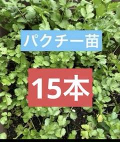 長年無農薬　パクチー　コリアンダー　香菜　5苗　ネコポス 長年無農薬 パクチー コリアンダー 香菜 小苗 5本｜Yahoo