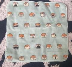 こねずみ　今治タオル　にしむらゆうじ　ごきげんぱんだ