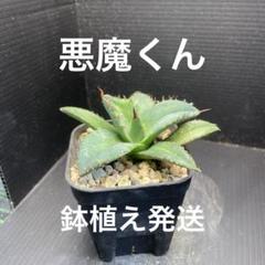 H*i様 アガベ チタノタ 悪魔メデューサ 極上品 07038ef2bb9f0225f5f02db8a9c70f
