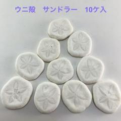 NO.34-39 サンドラー(ウニ殻) 10ケ入