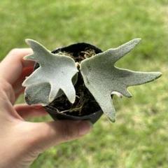 k様メルカリ便！P. willinckii ’Jenny’ TC 1625 P. willinckii 'Jenny' TC 1625 - メルカリ