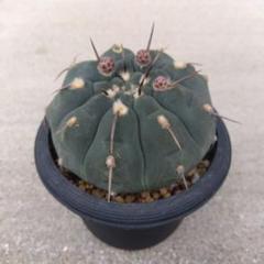 バッテリー 狂刺 スーパーからの実生 鉢植えメルカリ便送料込み