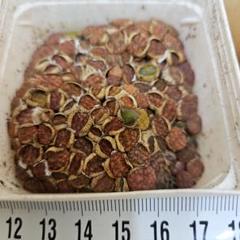 2025年最新】多肉植物 リトープスの人気アイテム - メルカリ