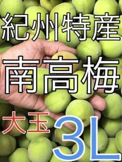 0436【秀品】青梅「紀州の南高梅」大玉3L6kg 和歌山産　キルトパッチ梅店 0436【秀品】青梅「紀州の南高梅」大玉3L6kg 和歌山産 キルト