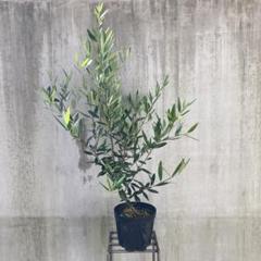 オリーブの木　ひなかぜ　8号　約170cm　NO.369　一点物 Amazon.co.jp: ITANSE オリーブの苗木 ひなかぜ 8号 1個