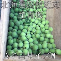 北海道函館近郊産 青梅2キロサイズM