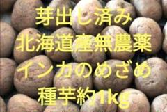 草　①インカのめさめＬ　5Kg　種芋　北海道産　期間中無農薬栽培 楽天市場】越冬熟成 十勝産 インカのめざめ 5kg 越冬 じゃがいも