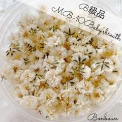 MB-10 かすみ草ドライフラワーハンドメイドB級品 - メルカリ