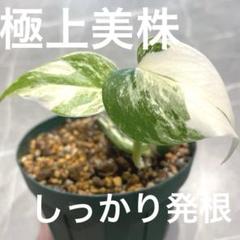 モンステラ 斑入り 美親株 美株B-18 しっかり発根‼︎鉢ごと発送♪ モンステラ 斑入り 美親株 美株B-18 しっかり発根‼︎鉢ごと発送