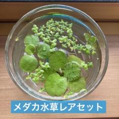 スペシャルオファ Φ40cm 牡丹 水鉢 ガーデン 661-631 プランター 睡蓮鉢 メダカ鉢 鉢・プランター