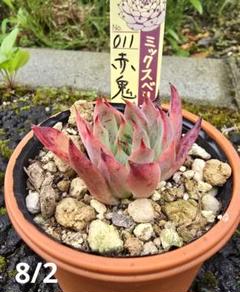 むぎ茶！　好きな3個セット　ミックスベリア　小苗　中苗　オマケ葉付　速達付 🪴 #ミックスベリア008 #ミックスベリアちょこん 🪴 どちらも