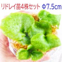 SALE❗️焼杉板付けビカクシダ（リドレイ）Ｐ.ridleyi胞子培養株no.1 焼杉板付けビカクシダ（リドレイ）P.ridleyi胞子培養株no.1