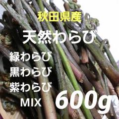 わらび　天然物 令和8年産先行予約》【2026年5月上旬～6月中旬に発送】天然