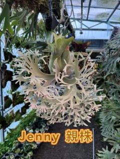 こたろう様メルカリ便！P. willinckii ’Jenny’ TC 1604 P. willinckii 'Jenny' TC 2114 - メルカリ