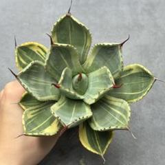 ポ*ル様 多肉植物・アガベ ・パリー トランカータ・ライムストリーク・低重心・赤 ポ*ル様 多肉植物・アガベ ・パリー トランカータ・ライム