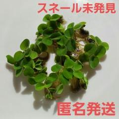 2025年最新】山椒の葉無農薬の人気アイテム - メルカリ