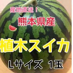 和歌山県紀南産 露茜5㎏ 秀-優品 2L-L - メルカリ
