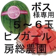 ６・埼玉県・ヨグ・ピノガール スイカ「ピノ・ガール」通販｜ポット栽培専門の農家が育てた、種