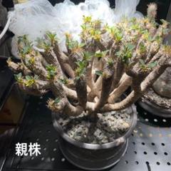 現地球　ユーフォルビア　ギラウミニアナ 種子　18粒　 2025/5月採取 m80474312679_1.jpg?1746885928