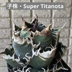 【スーパーチタノタ】CACUTUS GREEN血統、発根済み子株① スーパーチタノタ】CACUTUS GREEN血統、直子OC、発根済み子株 ②