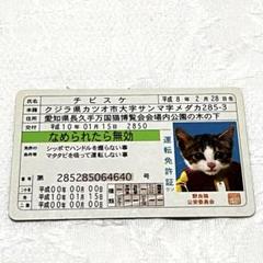 2025年最新】なめ猫免許証の人気アイテム - メルカリ