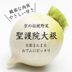 【大型まんまる】聖護院大根60粒【固定種】~甘味ほんのり柔らかいのに煮崩れしらず