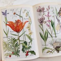 2025年最新】植物図鑑 洋書の人気アイテム - メルカリ