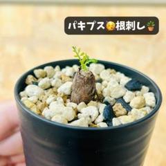 オペルクリカリア　パキプス　パワータンク　超極太　２本セット　② Amazon.co.jp: 塊根植物オペルクリカリア パキプス 根差し 2年