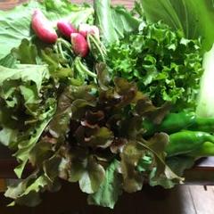 無農薬野菜10種