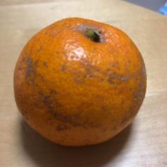 静岡県産 訳あり早生みかん 10キロ 農家直送