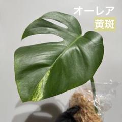 2025年最新】モンステラ 黄斑の人気アイテム - メルカリ