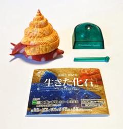 アダンソンオキナエビス　136ミリ
超美品 2025年最新】オキナエビスの人気アイテム - メルカリ