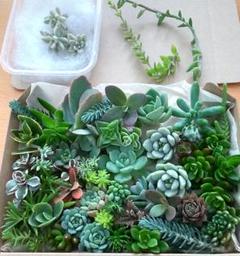 多肉植物 カット苗セット ネコポス発送 姫秋麗錦つき - メルカリ
