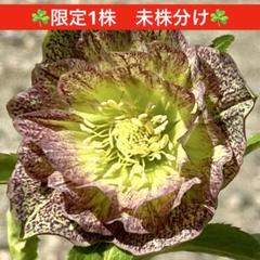 ー品販売  ☘️限定1株未株分☘️3060【個性的 ミスト】クリスマスローズ 花