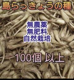 熊本県産 朝採り 新鮮らっきょう 10kg 栽培中農薬不使用 熊本県産 朝採り 新鮮らっきょう 1kg 栽培中農薬不使用 - メルカリ