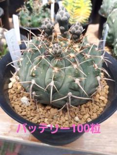 2025年最新】ギムノカリキウム バッテリーの人気アイテム - メルカリ