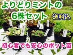 イエルバブエナ他、よりどりミントの10.5cmポット苗 6株セット