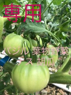 新鮮野菜 バジル ばじる 農家直送