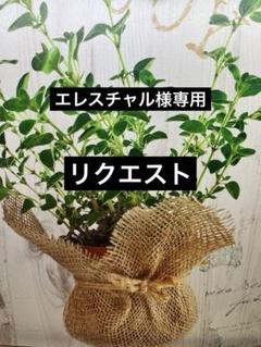 エレスチャルファントム水晶　ガーデン共生　ラピス大きな星No.653 エレスチャル様専用ファントム水晶 ガーデン共生 ラピス大きな星